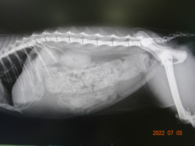別所動物病院