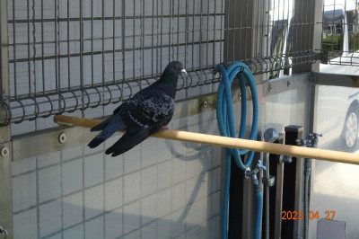 別所動物病院