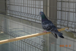 別所動物病院