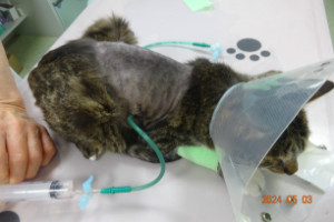 別所動物病院