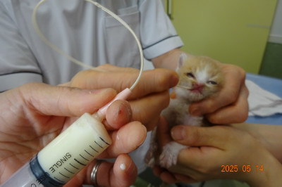 別所動物病院