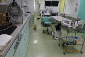 別所動物病院