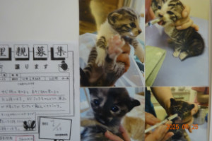 別所動物病院